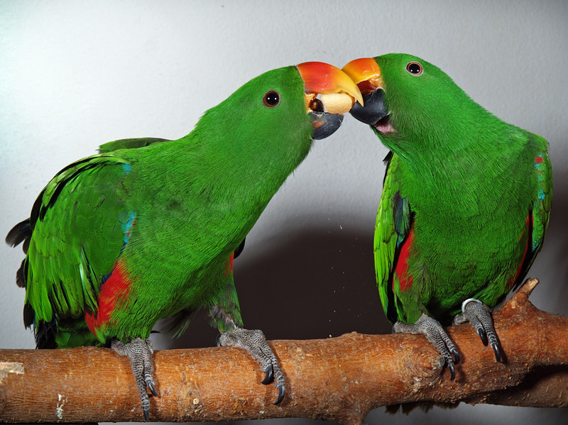 Caique como mascota el loro payaso España