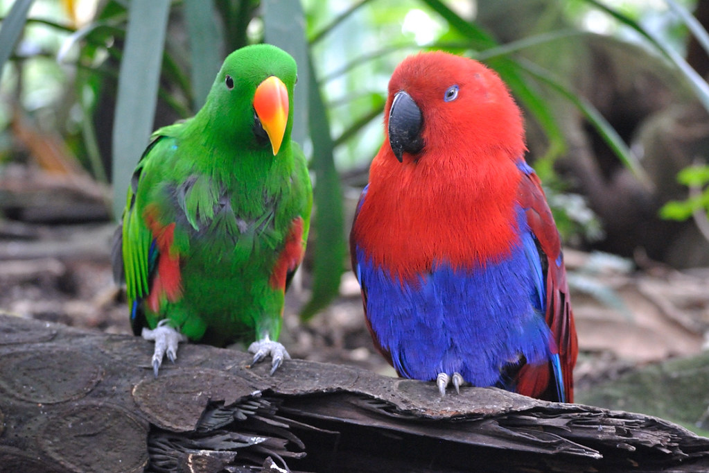 Pionus como mascota loro tranquilo España