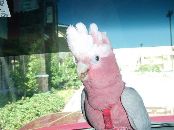 Cacatúa Galah rosa criada a mano — personalidad afectuosa y plumaje único