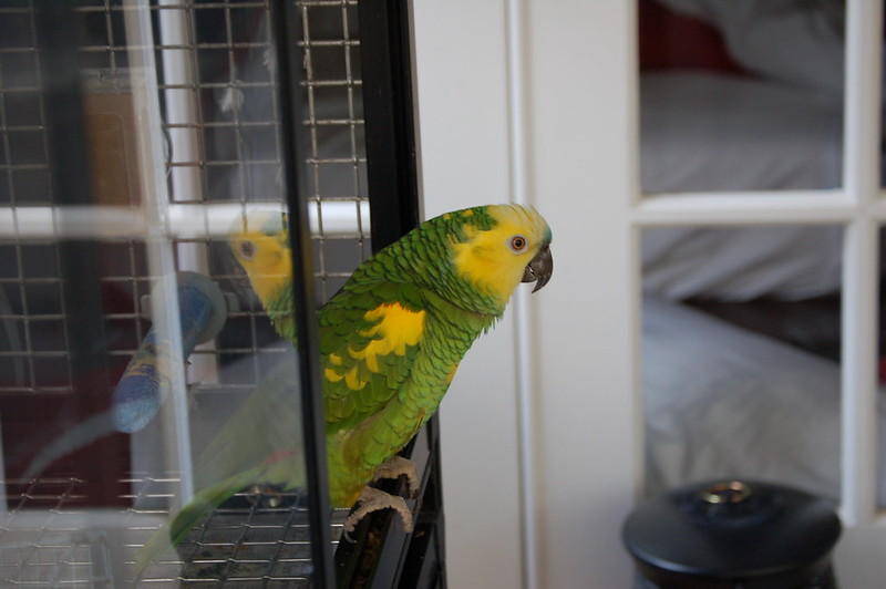 Amazona en crianza a mano — pichón papillero en Paraíso de Aves Valencia