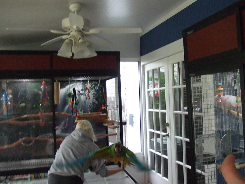 Criador socializando con guacamayo — proceso de crianza a mano en Paraíso de Aves