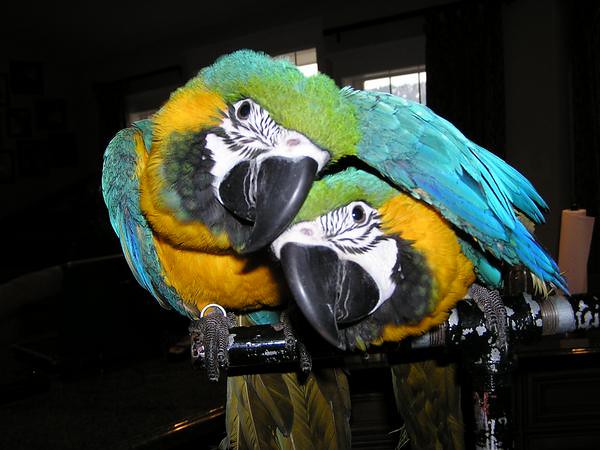 Pareja de guacamayos azul y amarillo — criados a mano en España