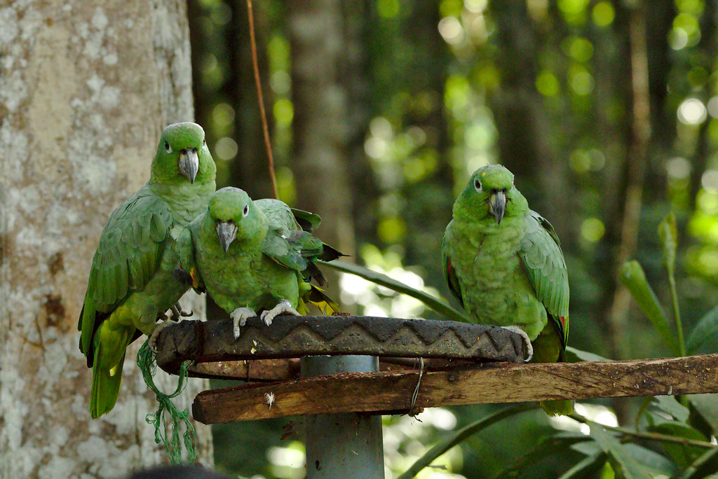 Guía completa de cuidados del loro en casa