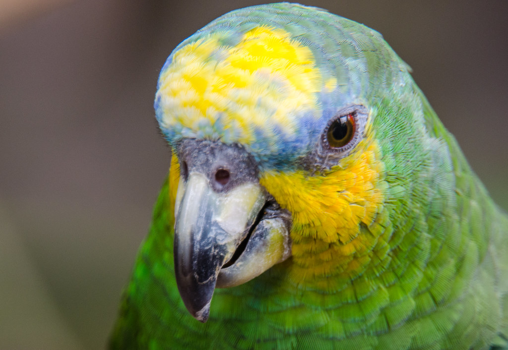 Amazona como mascota guía completa España